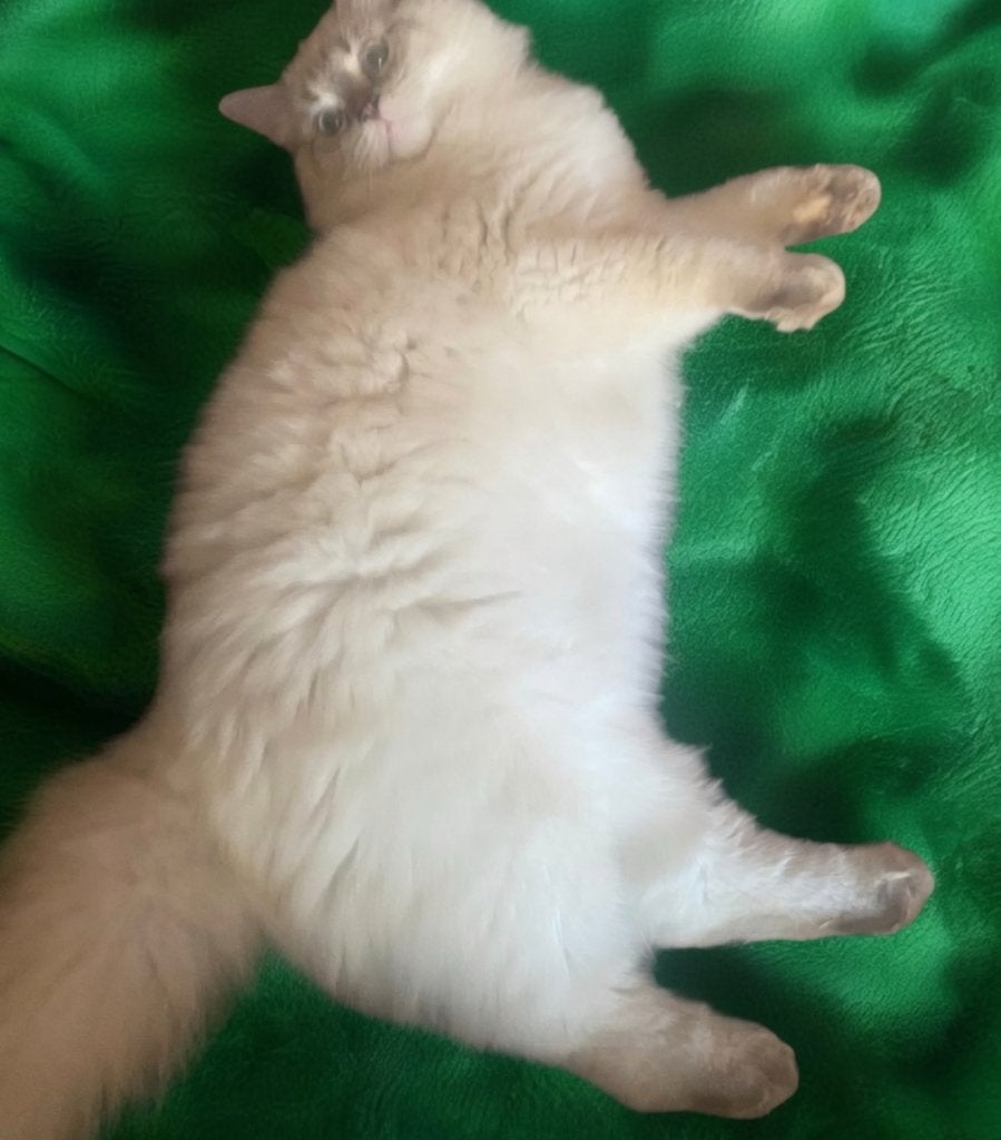 Ragdoll poes met stamboom, Dieren en Toebehoren, Katten en Kittens | Raskatten | Langhaar, Poes, Met stamboom, 0 tot 2 jaar