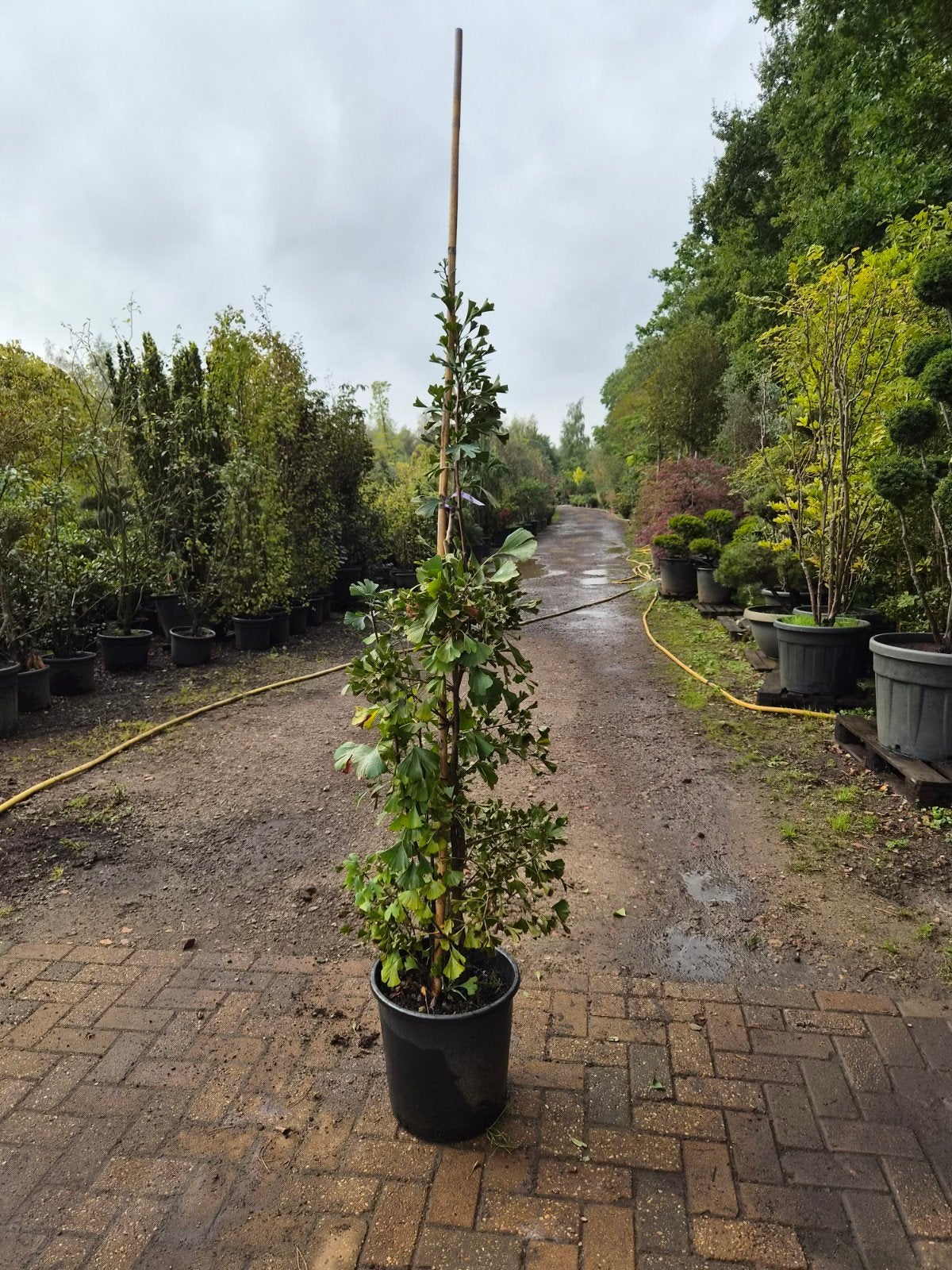 Ginkgo Biloba 'Tubifolia' - Bijzondere Japanse Notenboom, Bloeit niet, Overige soorten, 100 tot 250 cm, Ophalen