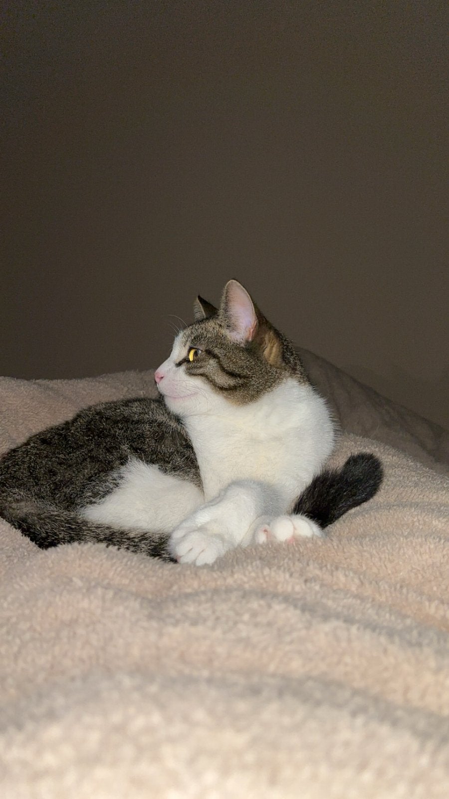 Kater Momo te koop, Dieren en Toebehoren, Kater