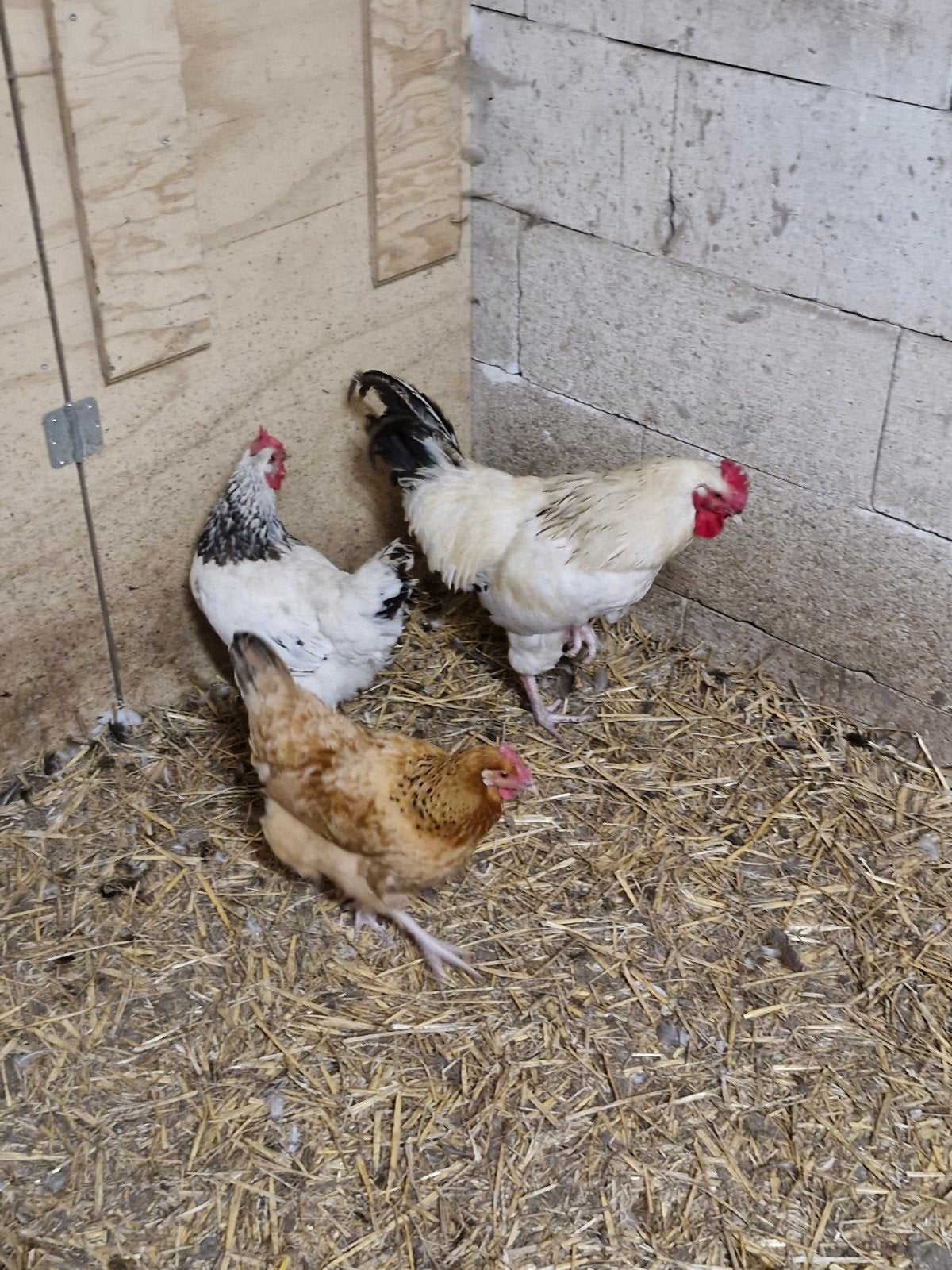 Sussex Kippen, Dieren en Toebehoren, Pluimvee, Meerdere dieren, Kip