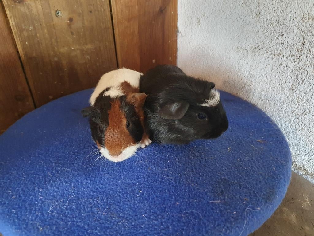 Lieve knuffel beertjes, April, Mannelijk, Cavia