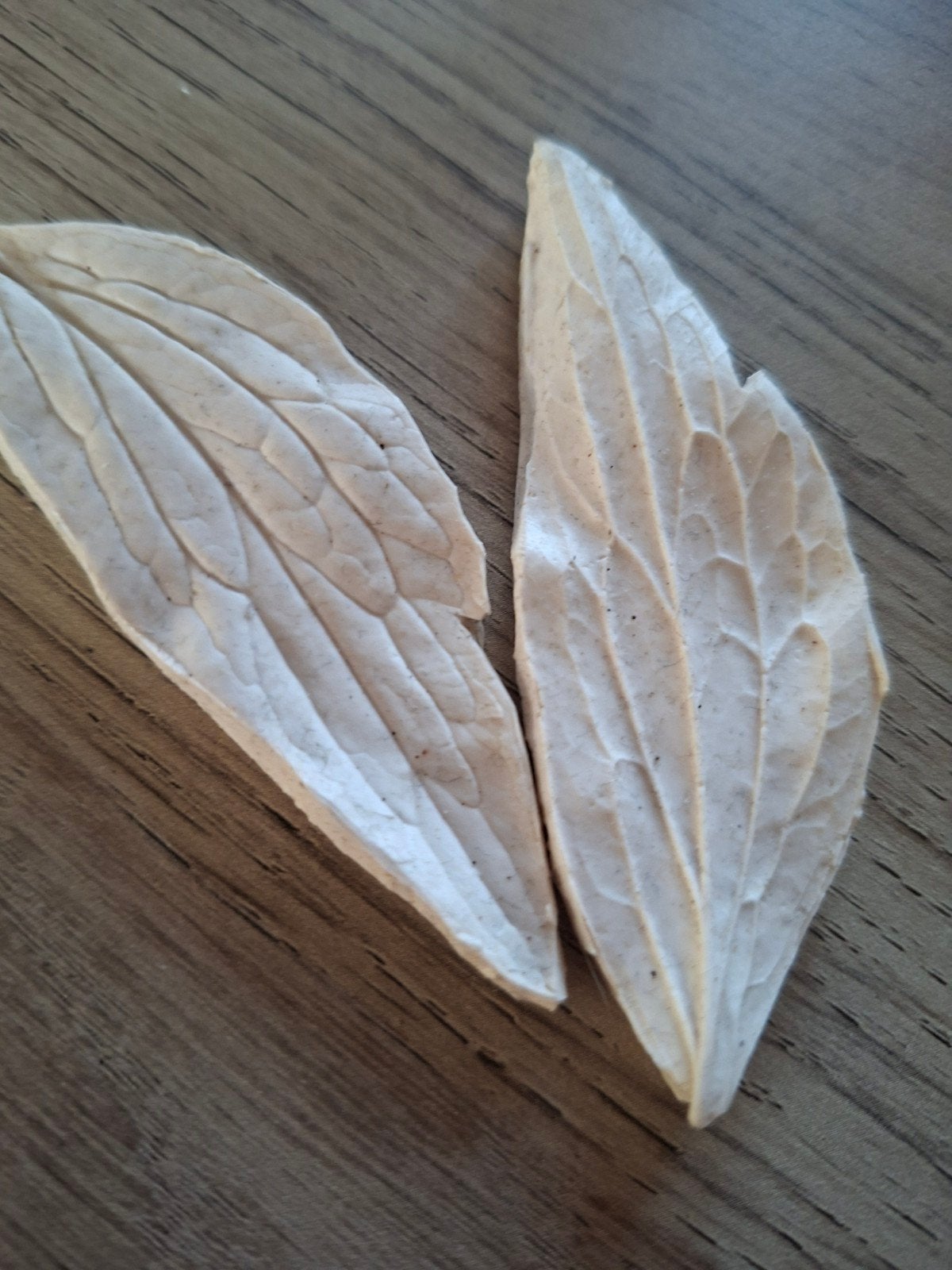 Decoratieve bladeren - Natuurlijke kunst, Ophalen of Verzenden