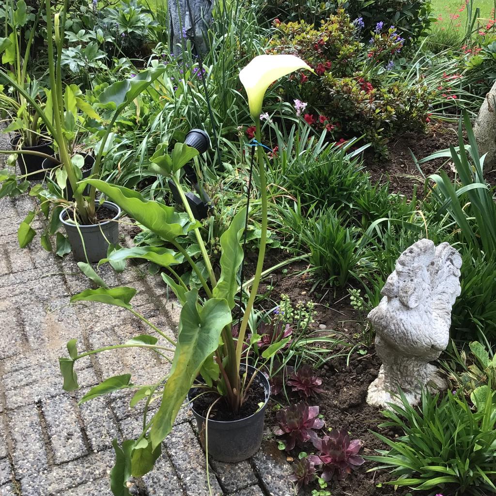 Mooie Aronskelken te koop, Vaste plant, Halfschaduw, Zomer, Ophalen