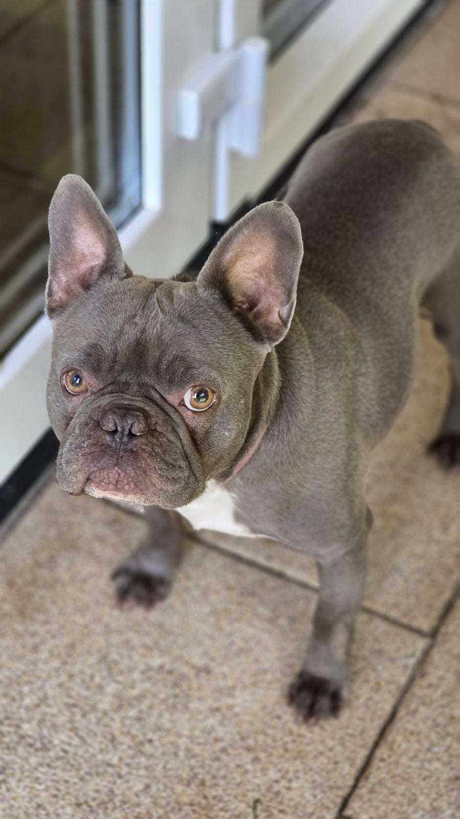 Lieve en mooie franse bulldog, Dieren en Toebehoren, Honden | Bulldogs, Pinschers en Molossers, Reu, Bulldog, Eén hond, 3 tot 5 jaar