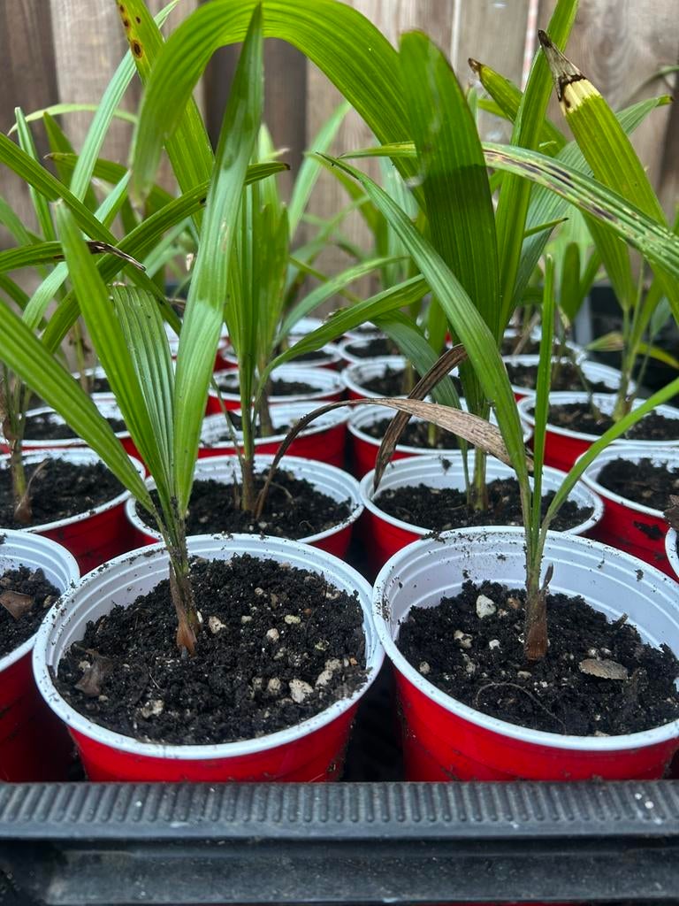 Palmboom (2 jarig, ong. 20cm) trachycarpus fortunei gezond!, Ophalen of Verzenden, Overige soorten, Volle zon
