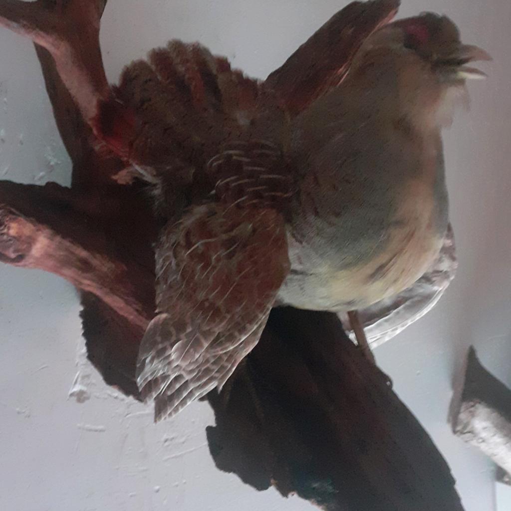 Taxidermie Opgezette juveniele Patrijs haan in Balts Houding, Verzamelen, Dierenverzamelingen, Ophalen of Verzenden, Nieuw, Vogel