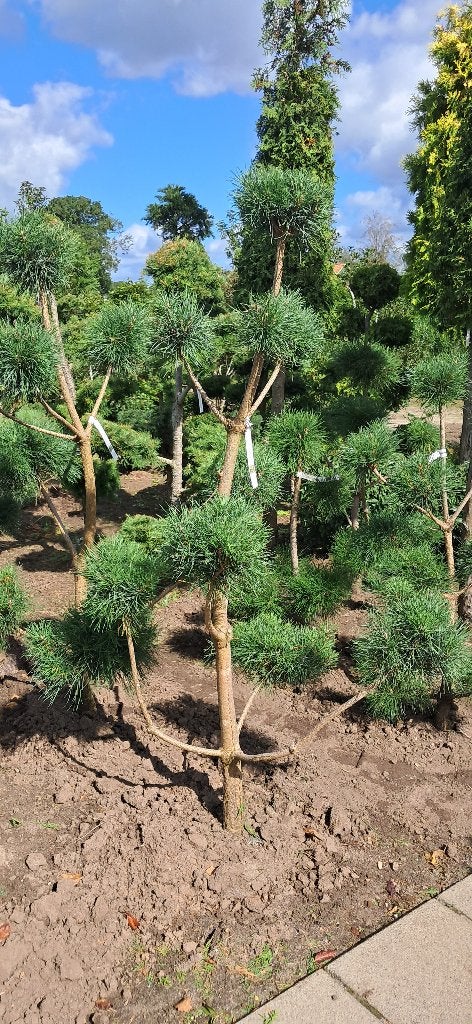 Pinus sylvestris bonsai snoeivorm 175+ cm, Tuin en Terras, Bloeit niet, Overige soorten, 100 tot 250 cm, Ophalen