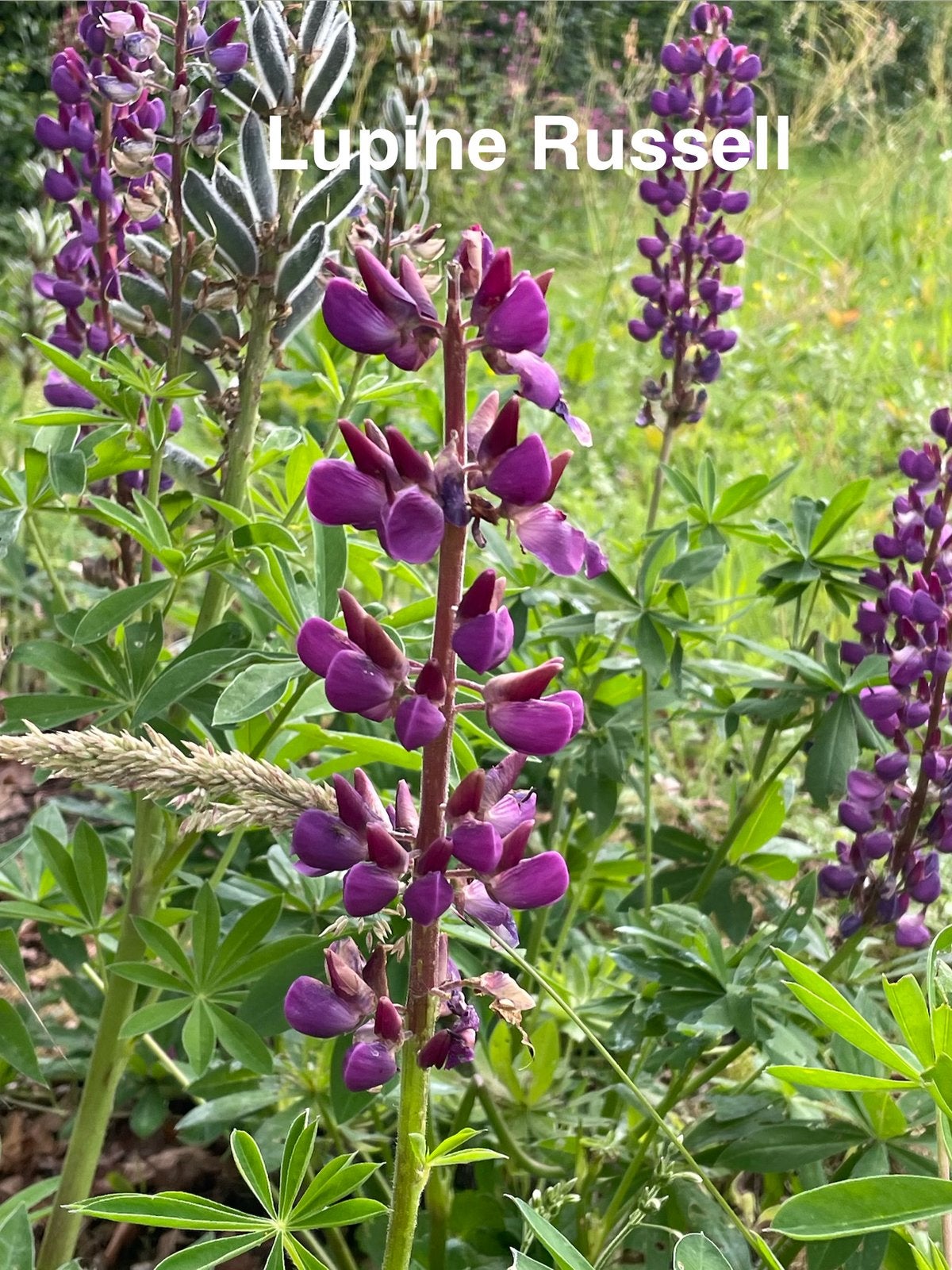zaden Lupine Russell, Tuin en Terras, Bloembollen en Zaden, Ophalen of Verzenden, Voorjaar, Volle zon, Zaad