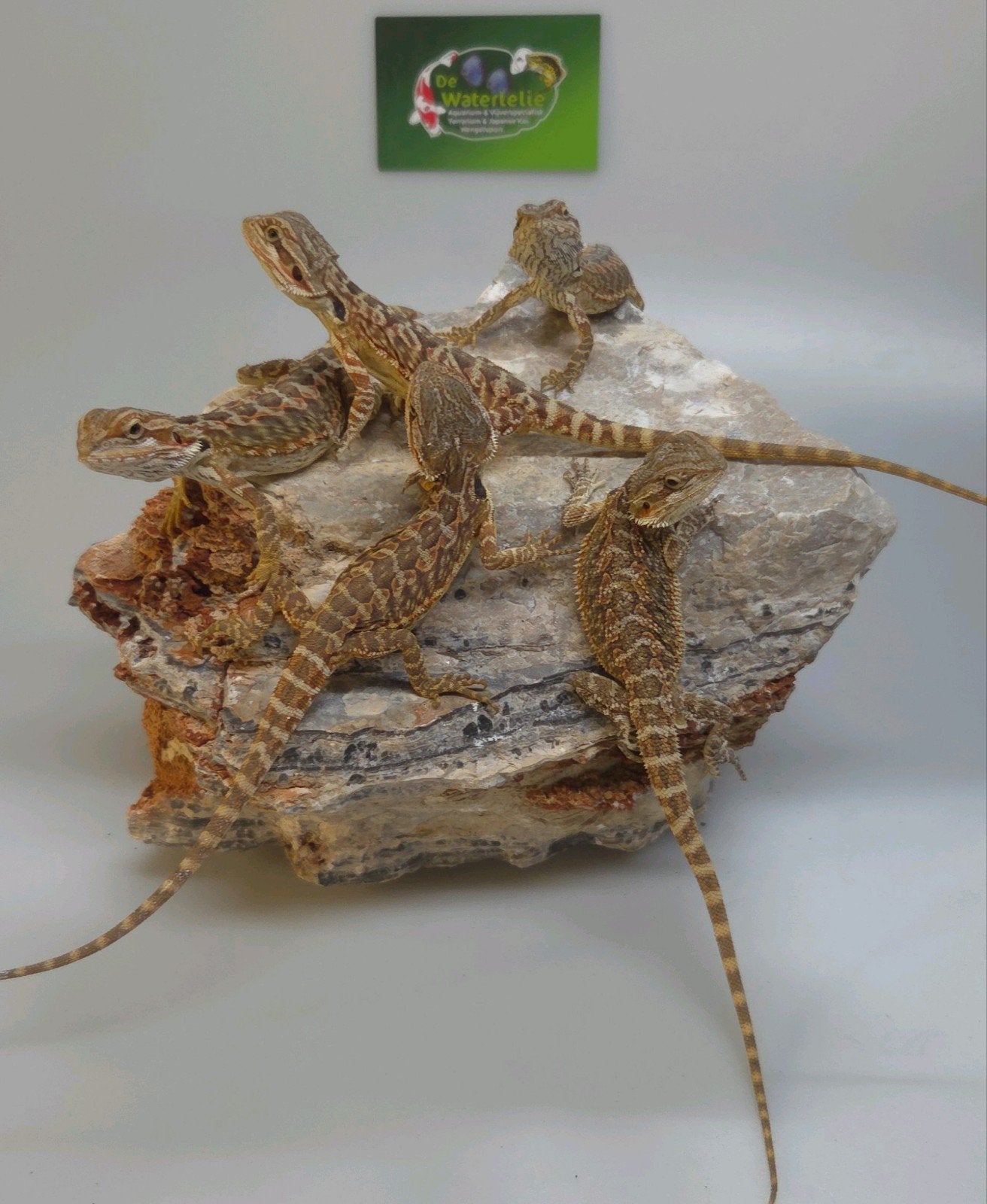 Baardagaam Jong 5X Bearded Dragon - unknown for sale from De Waterlelie BV