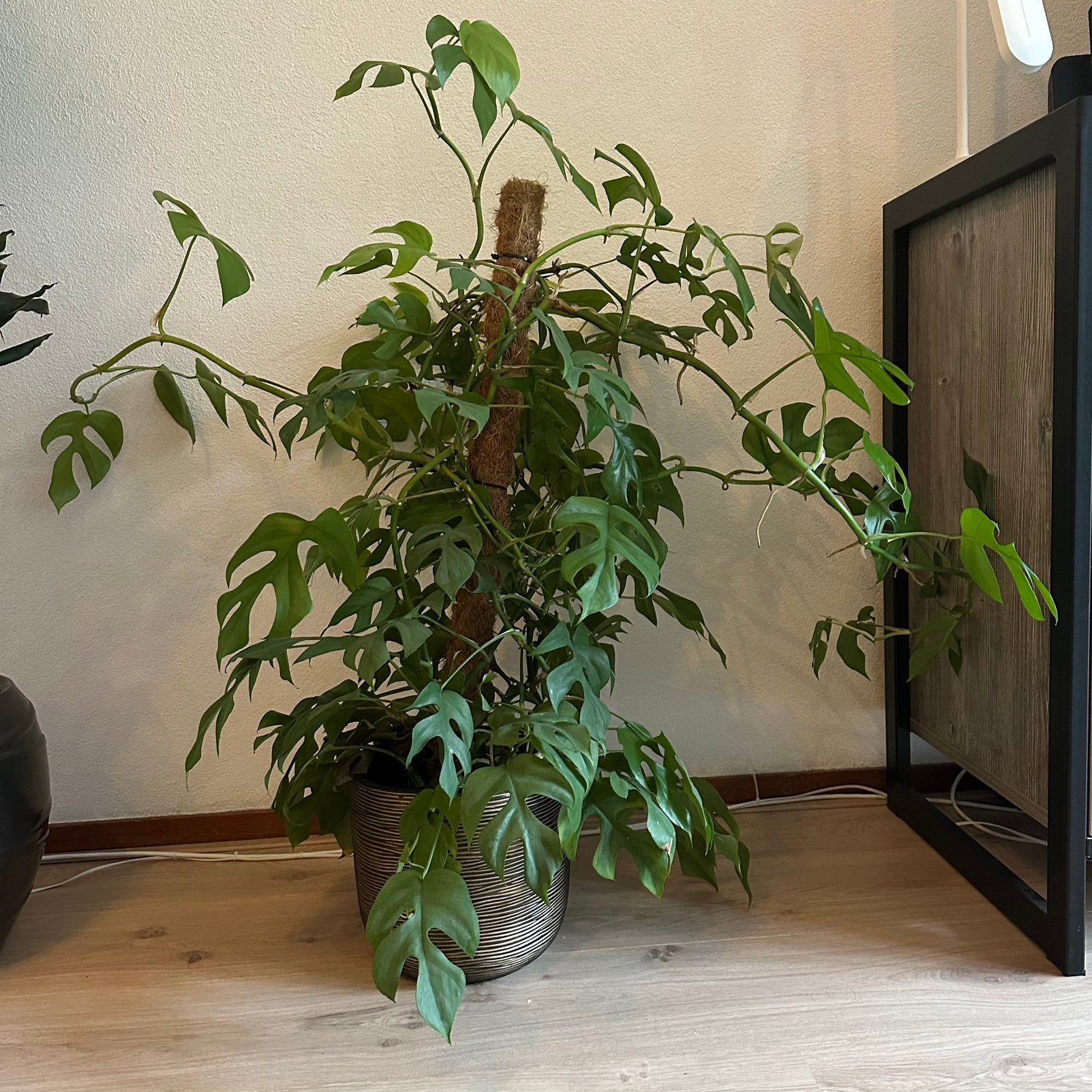 Monstera, Huis en Inrichting, Kamerplanten, Ophalen, Overige soorten, Halfschaduw, In pot
