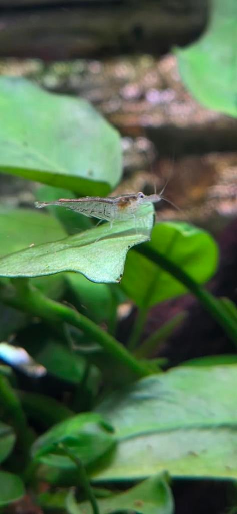 Wildkleur neocaridina garnalen (aquarium), Kreeft, Krab of Garnaal, Zoetwatervis, Schoolvis