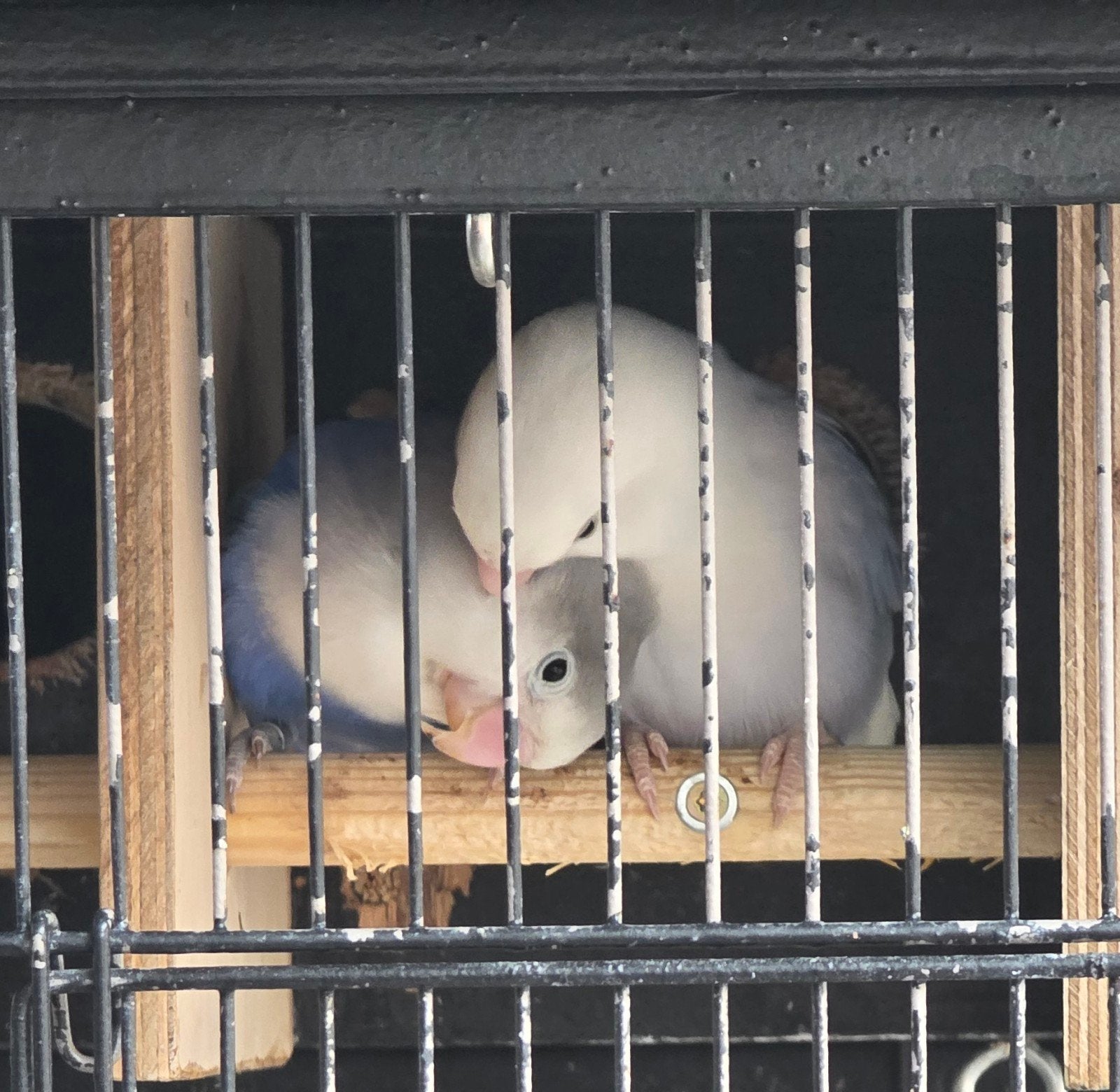 Agreponis te koop, vrouwtje plus een koppeltje, Meerdere dieren, Parkiet