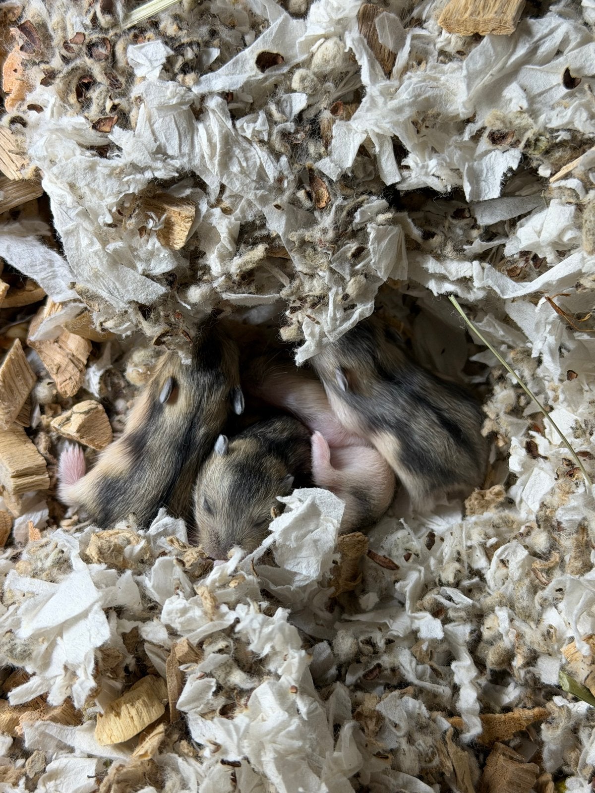 Baby hamsters te koop, Dieren en Toebehoren, Hamster, Meerdere dieren, Tam, September