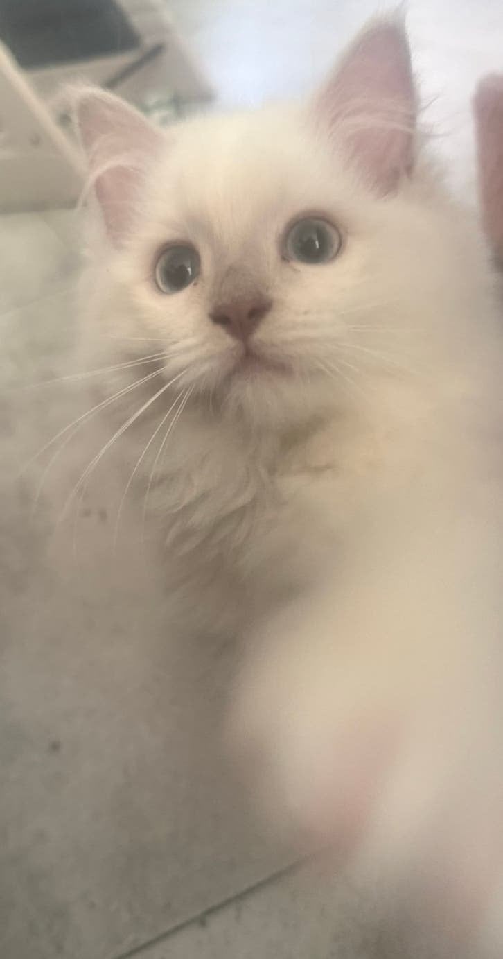 Lieve lilac mink ragdoll kitten met stamboom mag verhuizen!, Poes, Met stamboom, 0 tot 2 jaar