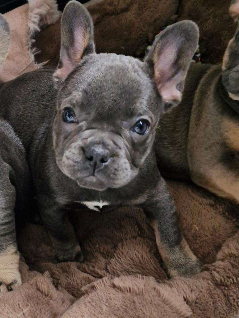 Franse bulldog pup, Dieren en Toebehoren, Parvo, 8 tot 15 weken, Teef, Bulldog