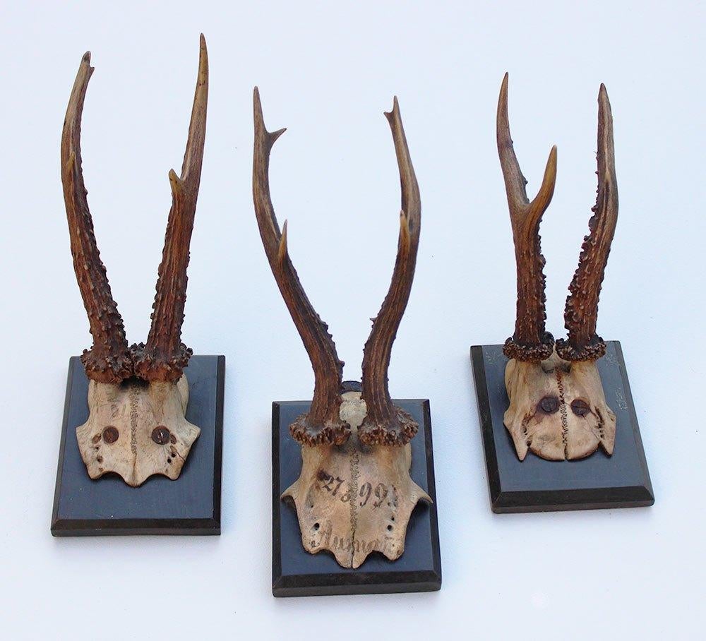3 x antiek REE GEWEI  op zwart houten schild  - 1899, Ophalen of Verzenden, Gebruikt, Hert, Gewei of Kop