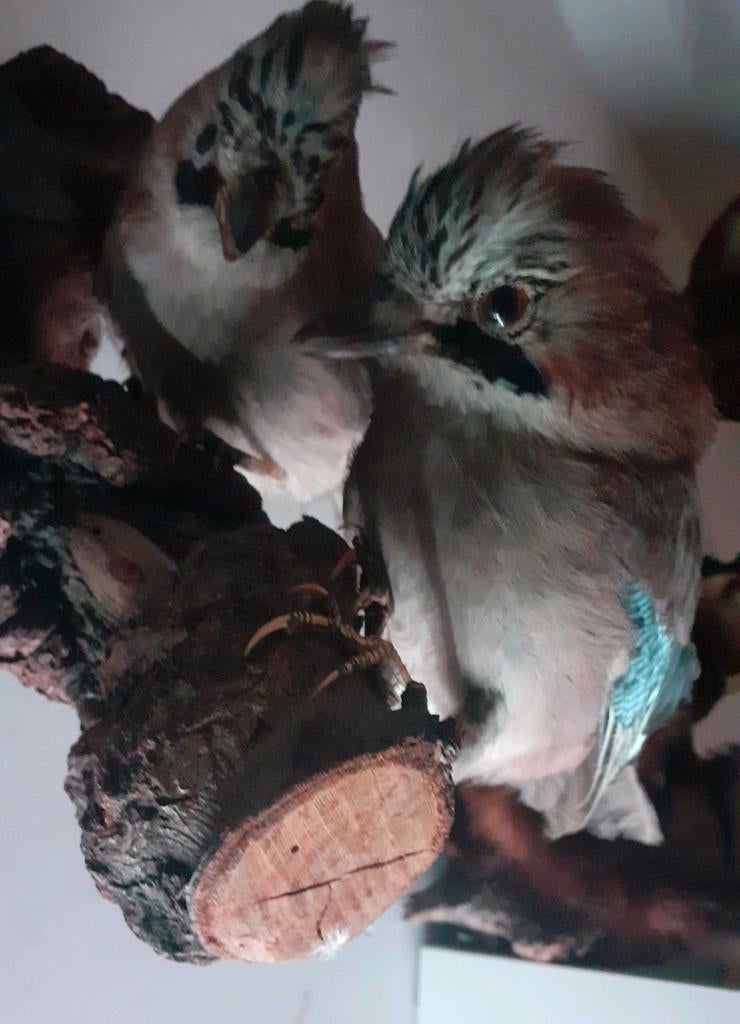 Opgezette gaaien (koppel) – taxidermie – natuurlijke setting, Ophalen of Verzenden, Zo goed als nieuw, Vogel, Opgezet dier