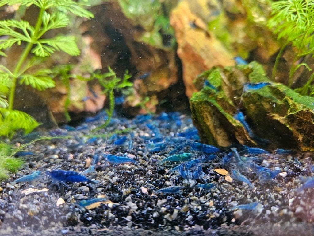 Blue Dream garnalen (blauwe neocaridina garnaal), Dieren en Toebehoren, Kreeft, Krab of Garnaal, Zoetwatervis