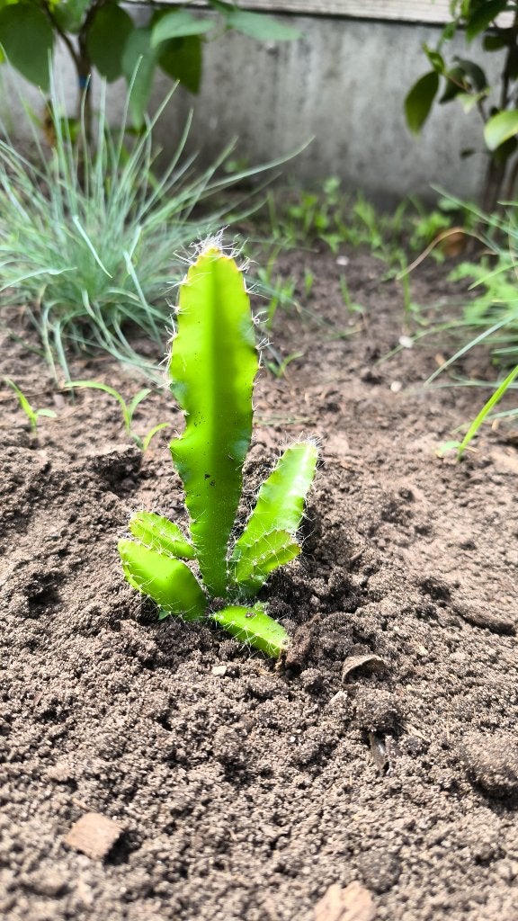 Dragon fruit cactus geel, Ophalen, Volle zon, Vaste plant, Zomer