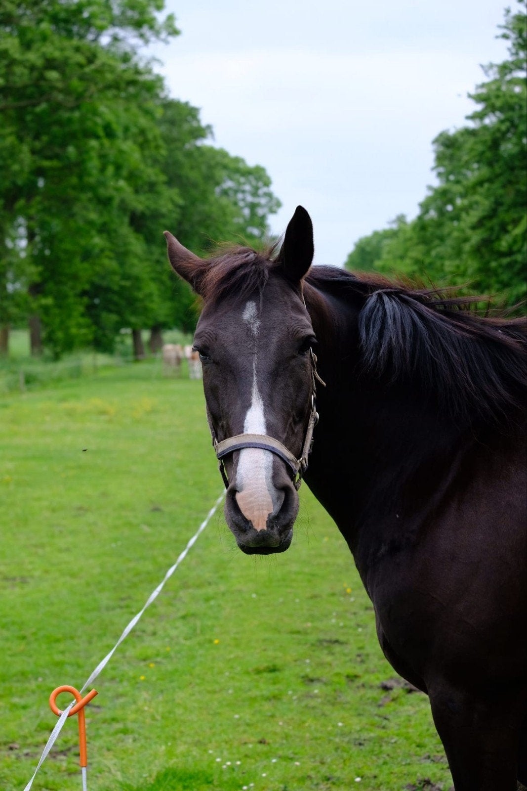 D pony te koop-recreatie, Dieren en Toebehoren, Pony's, Merrie, 11 jaar of ouder