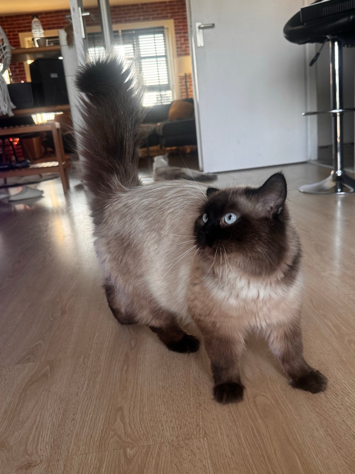 Beautiful Balinese Cat – 1.5 Years Old, Dieren en Toebehoren, Poes