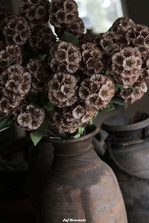 Dianthus cappuccino, Www.jufbrocante.nl, Www.jufbrocante.nl, Nieuw, Ophalen of Verzenden