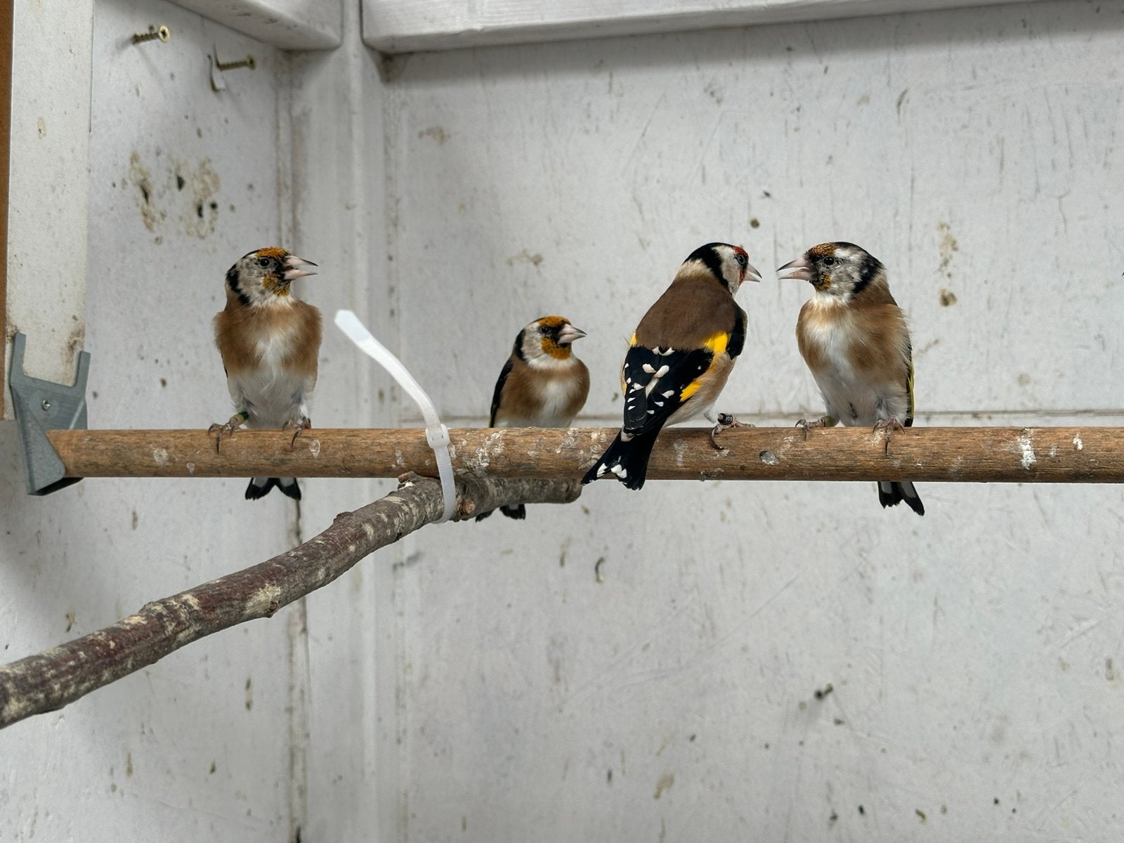 Kleine putter / bloemputter, Meerdere dieren, Wildzangvogel, Geringd