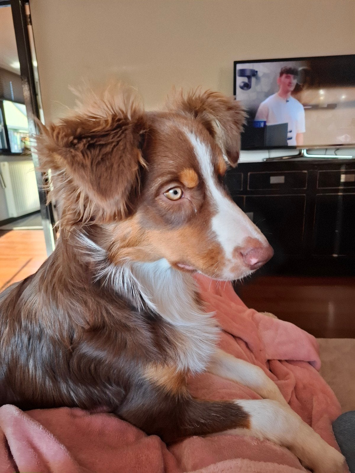 Australian Shepherd pup reu, Dieren en Toebehoren, Rabiës (hondsdolheid), 15 weken tot 1 jaar, Reu, Eén hond