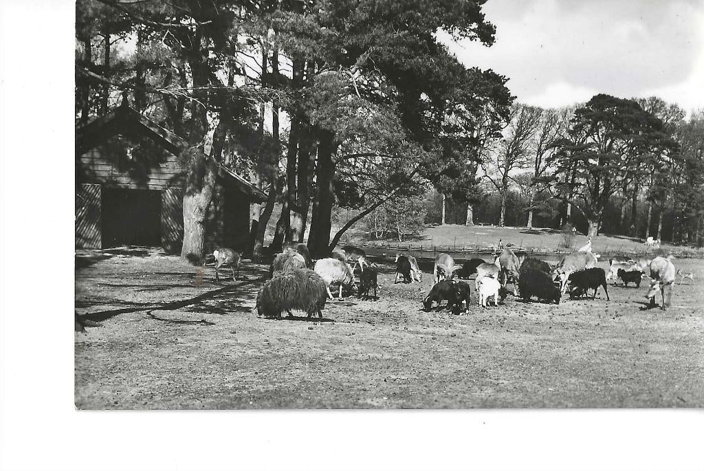 WASSENAAR - Duinrell Dierenkamp 1961, Verzenden, Voor 1920, Gelopen, Zuid-Holland