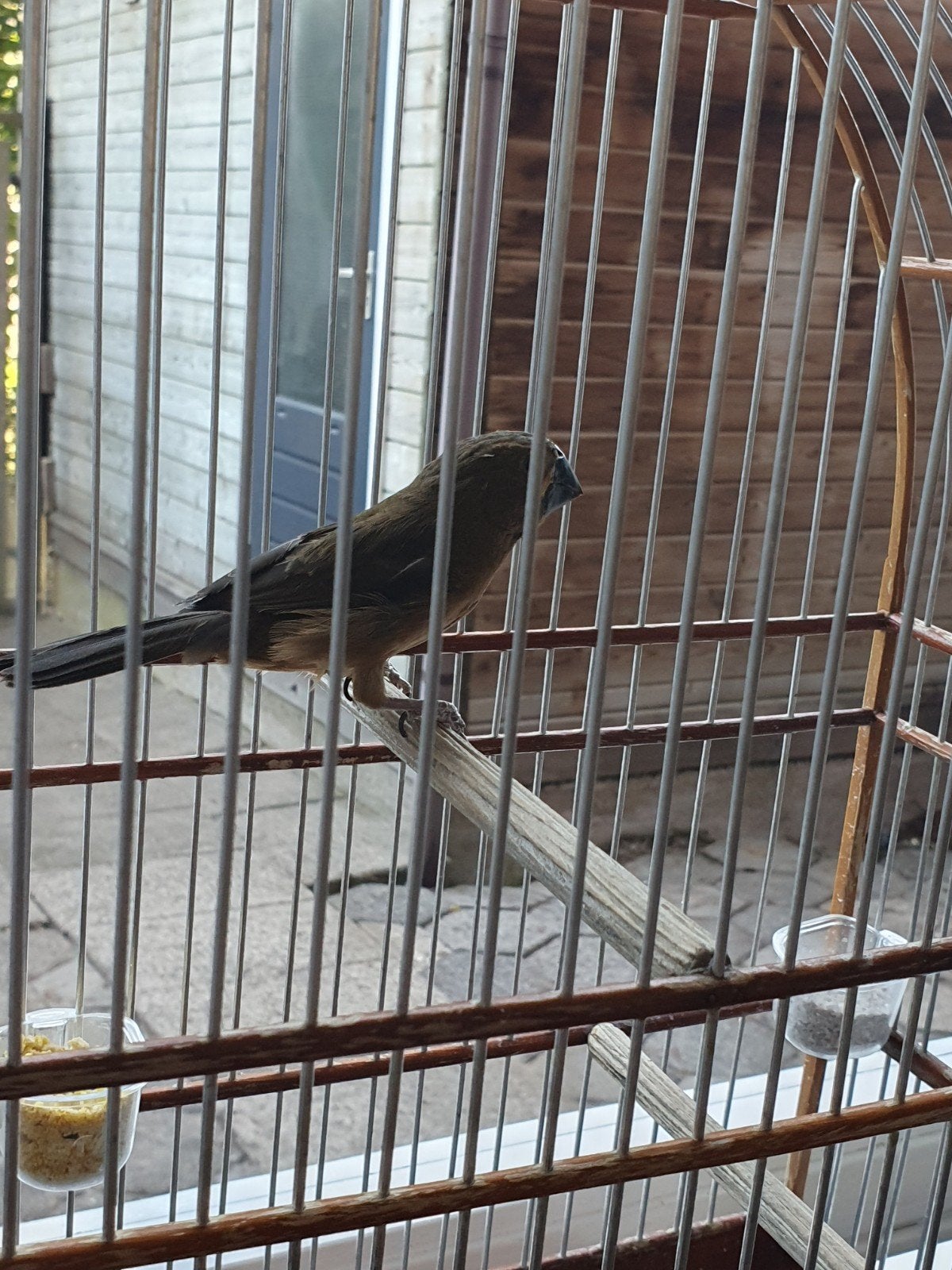 Twatwa brashong jongmans, Dieren en Toebehoren, Vogels | Overige Vogels, Meerdere dieren