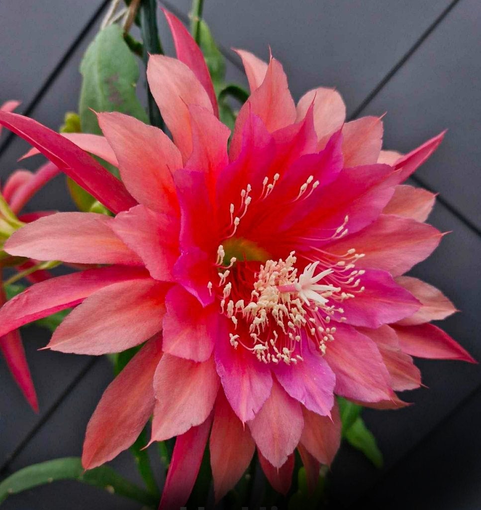 cactus - Kiwi IMMORTALITY, Ophalen of Verzenden, Cactus, Volle zon, Minder dan 100 cm
