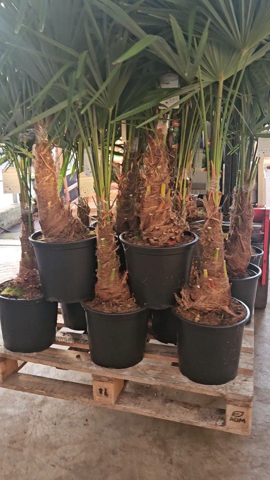 Trachycarpus Fortunei 40cm stam 160cm hoog €95, Tuin en Terras, Ophalen of Verzenden