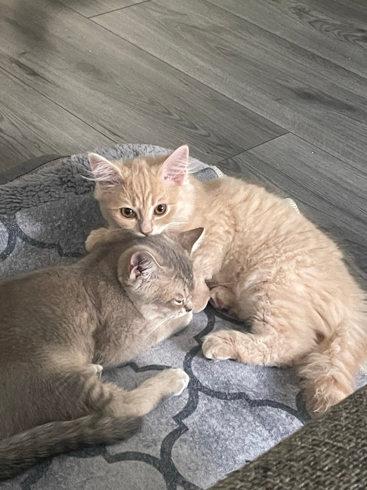 Schatjes wachten op nieuwe baasjes !, Dieren en Toebehoren, Kater