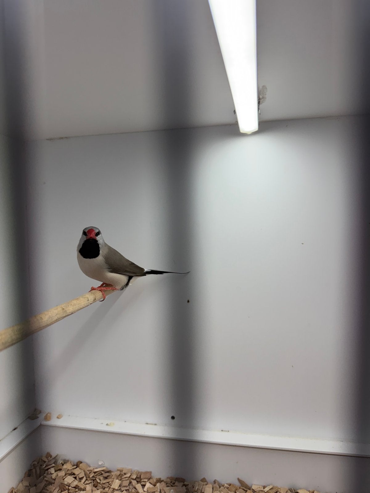Spitsstaart Amadine man van 2026, Mannelijk, Tropenvogel