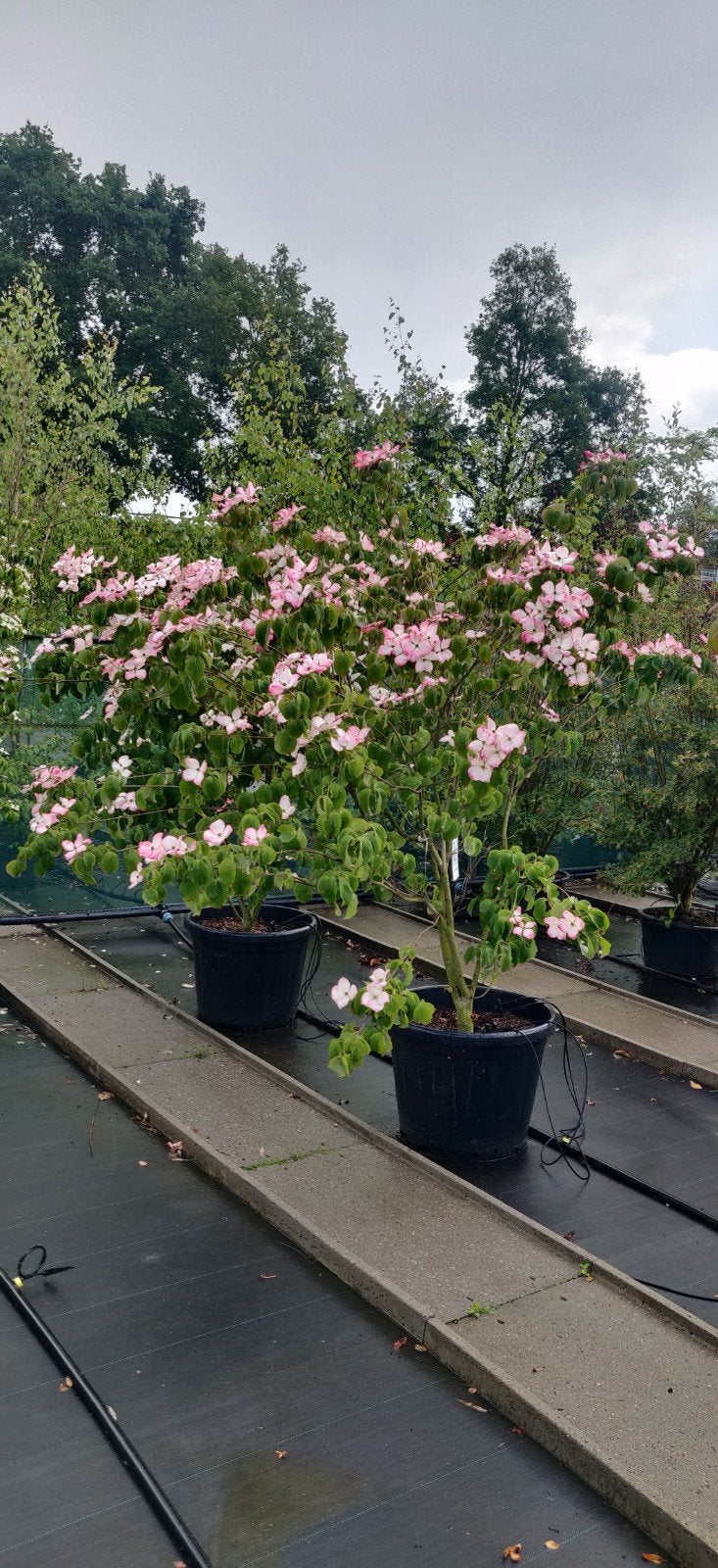 Waanzinnige meerstammige Cornus kousa Satomi - Kornoelje, 100 tot 250 cm, Zomer, Volle zon, In pot