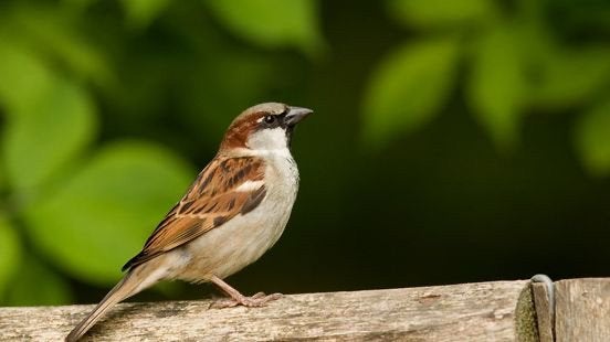 Gezocht: huismus/Passer domesticus drenthe, Meerdere dieren