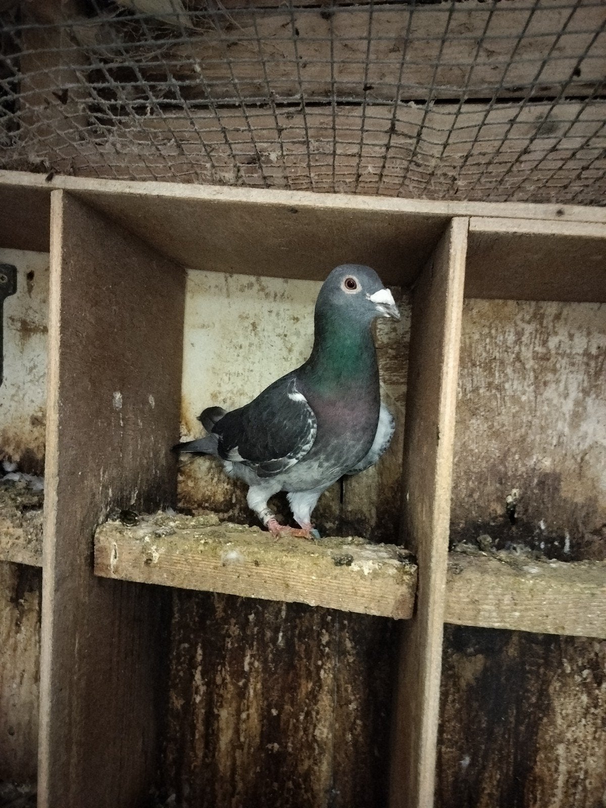 2 doffers te koop, Meerdere dieren, Overige soorten