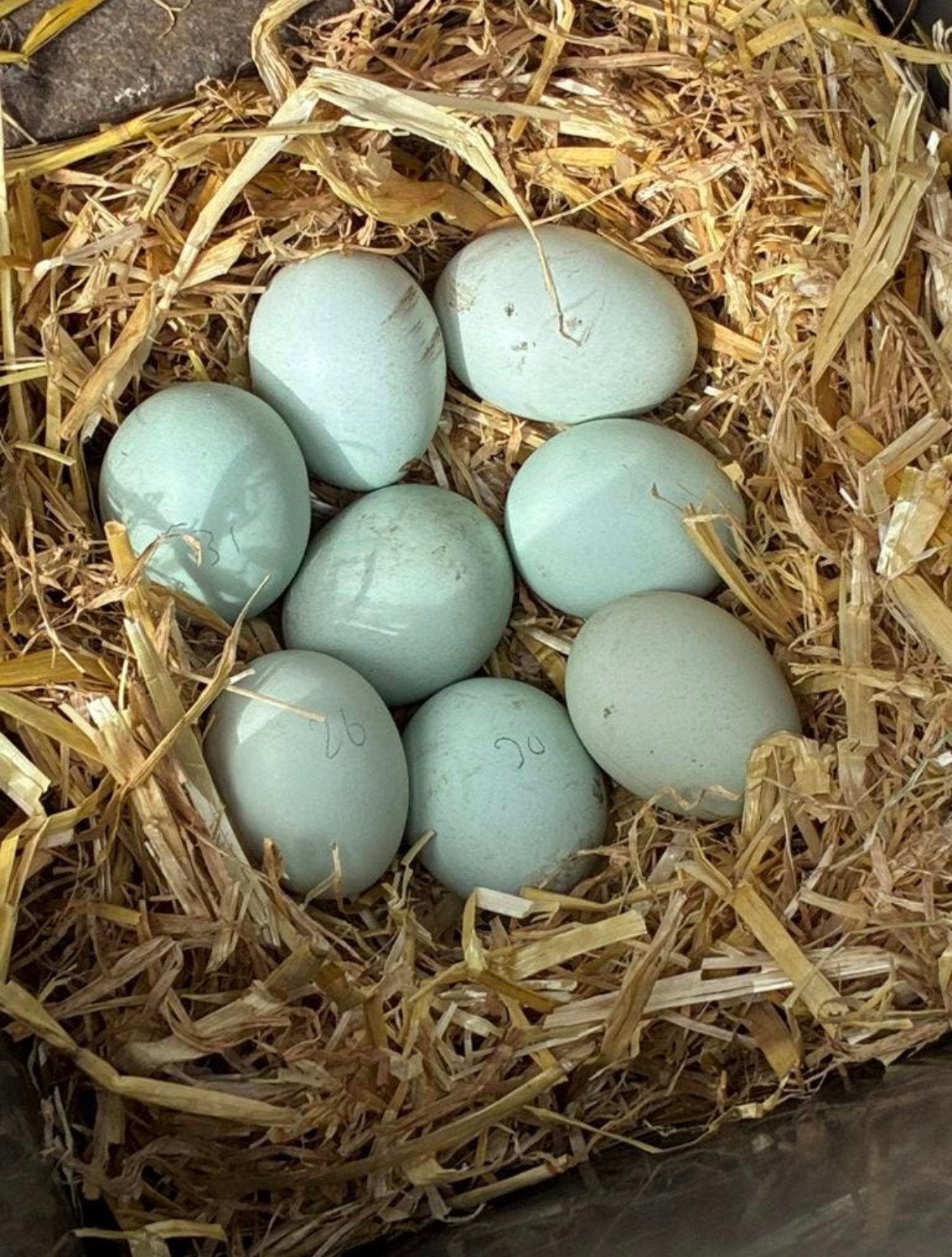 Mooie groen/blauwe broedeieren raszuiver Araucana, Dieren en Toebehoren, Pluimvee, Geslacht onbekend, Kip