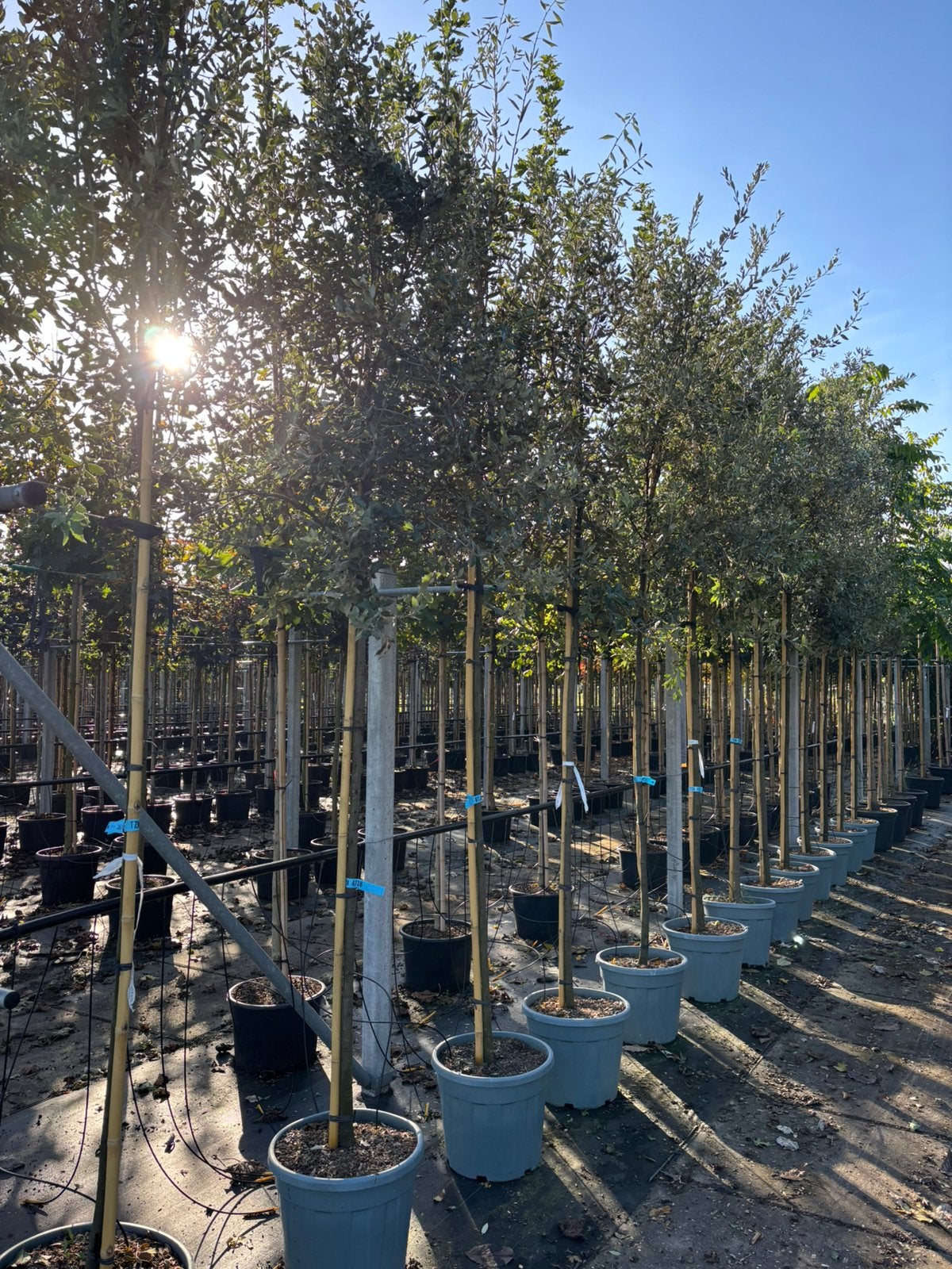 Quercus ilex – Steeneik hoogstam 8/10 cm, In pot, Bloeit niet, Halfschaduw, 250 tot 400 cm