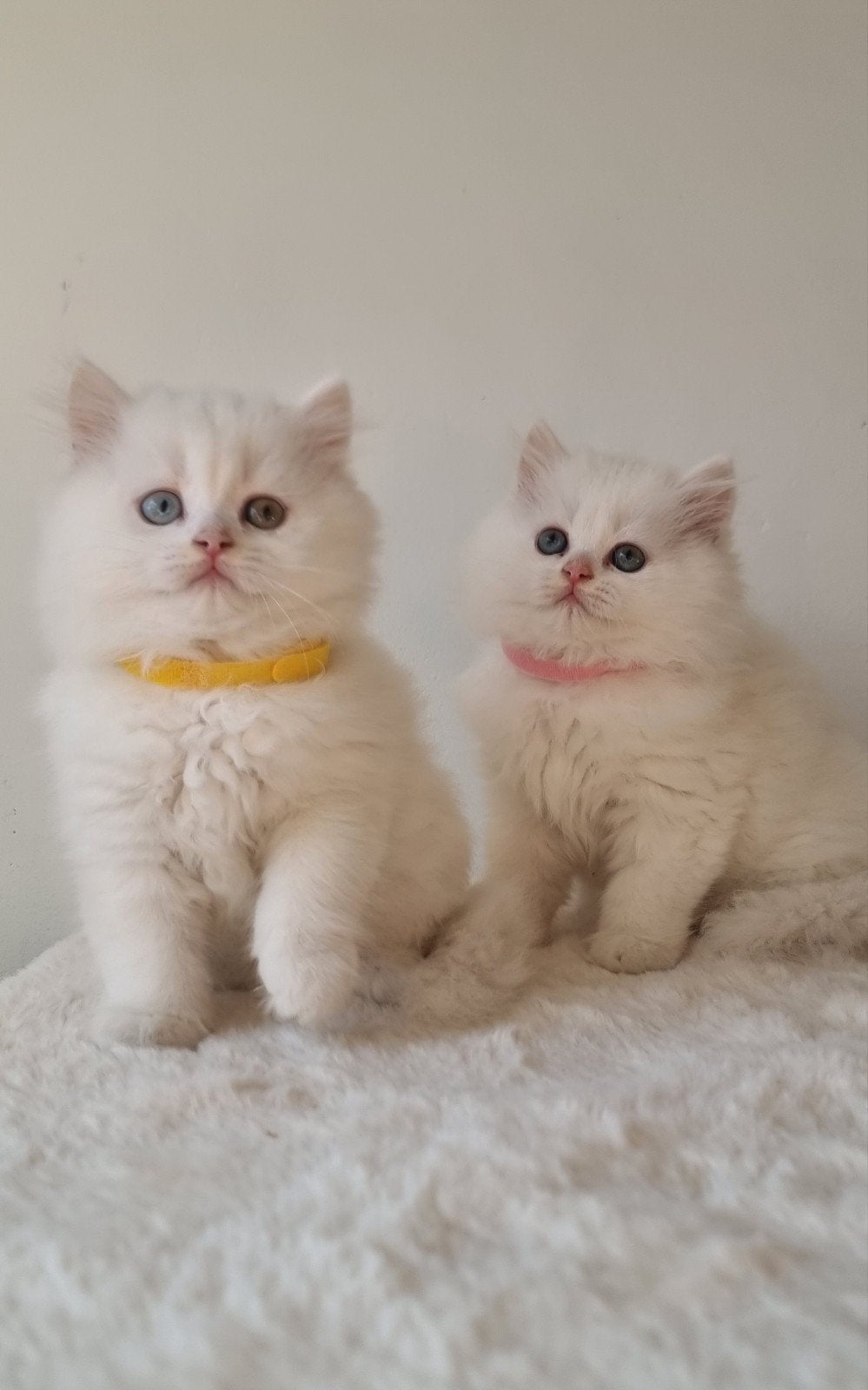 British longhair kitten, Dieren en Toebehoren, Poes