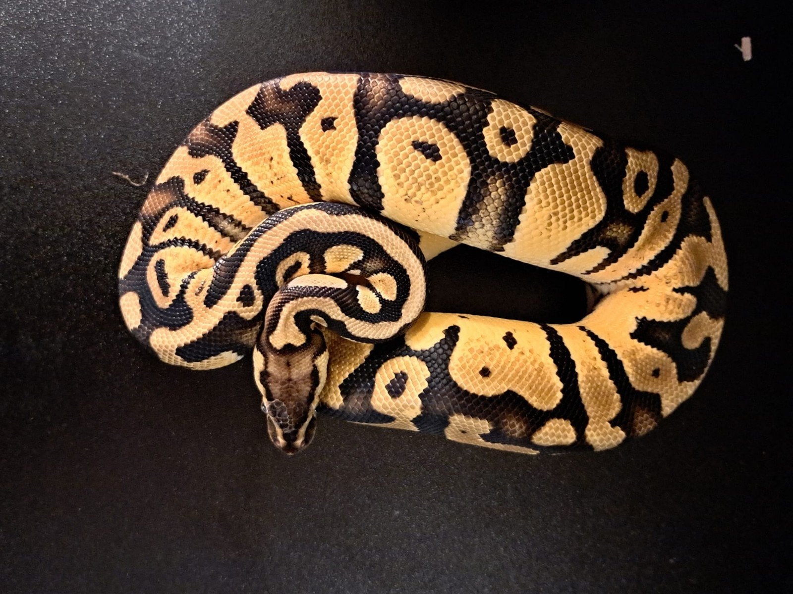 koningspython (regius) firefly vrouw Ball Python photo 4