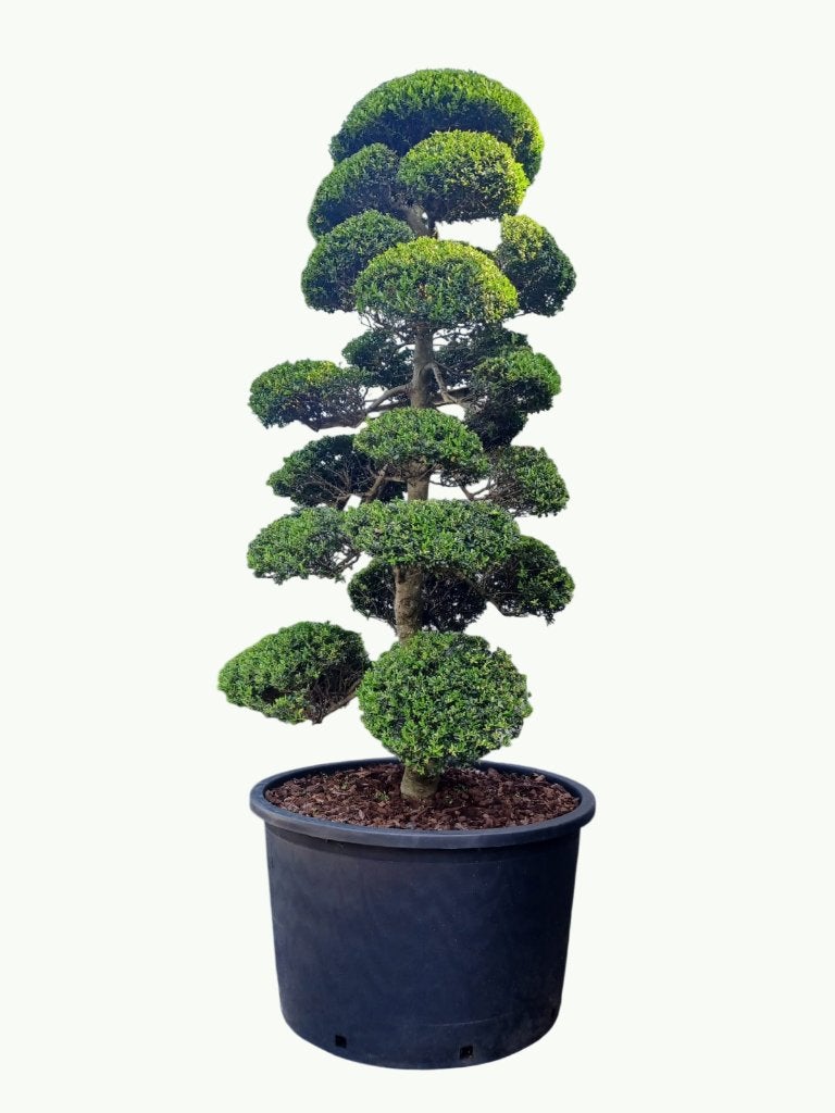 Tuinbonsai Kopen? Uitgebreid Assortiment | Olivera Garden, Tuin en Terras, Volle zon, 100 tot 250 cm, Zomer, Overige soorten