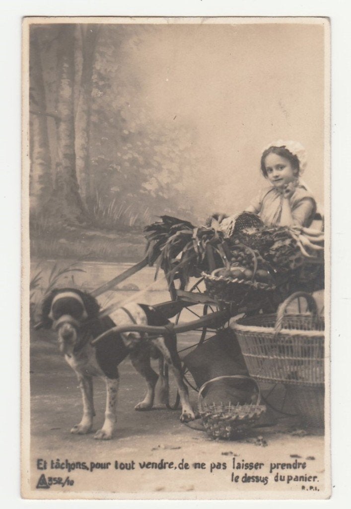Hondenkarren.  Groentekar., Verzenden, Voor 1920, Gelopen, Overige thema's