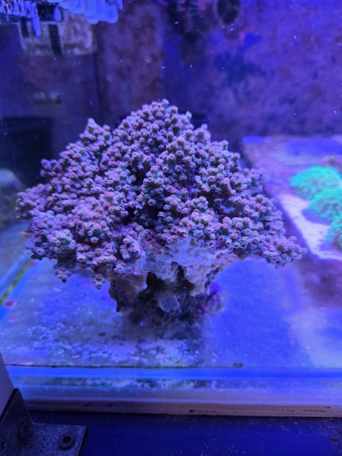 Cyphastrea decadia branching, Vis, Zoutwatervis