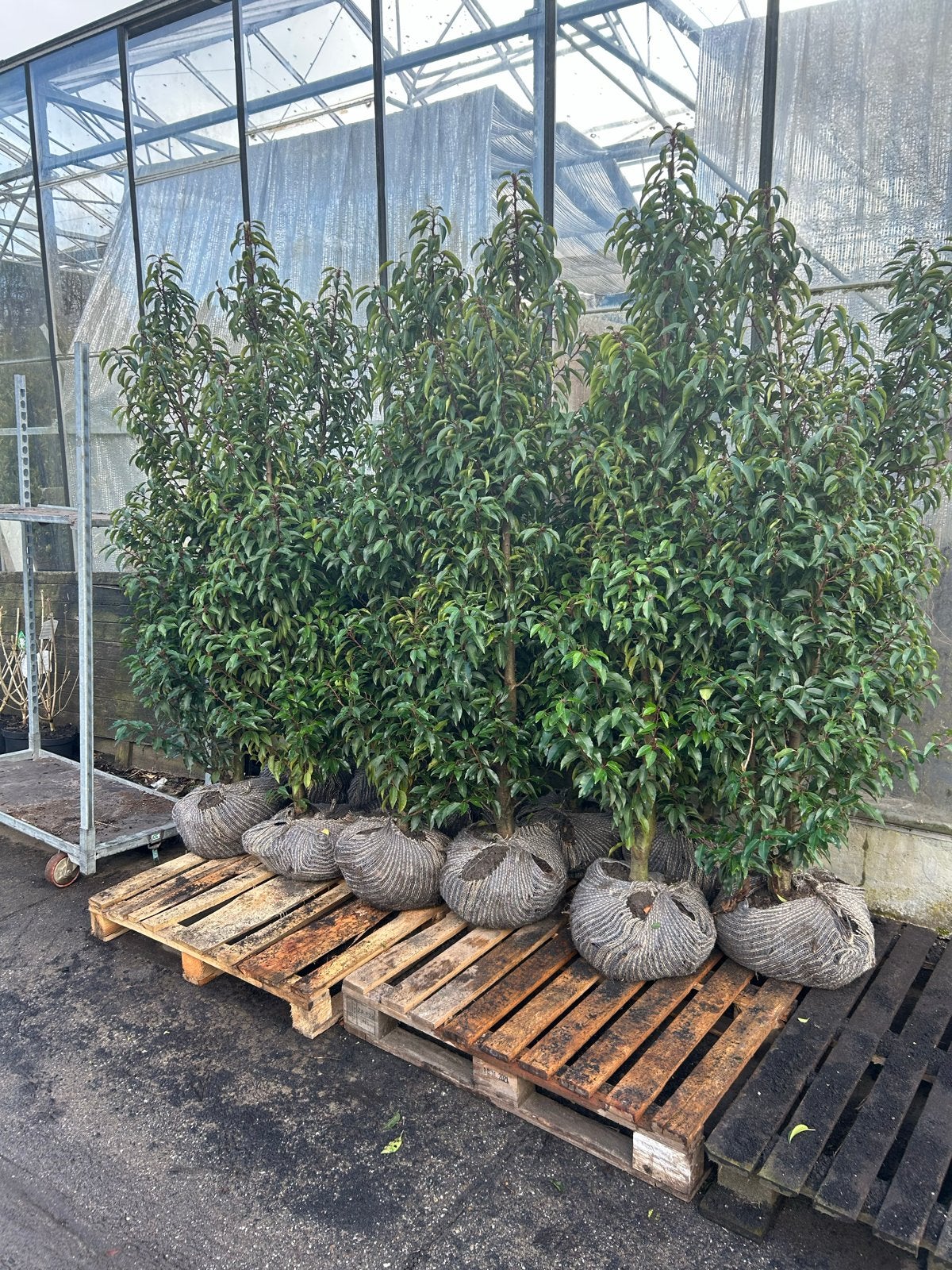 Portugese Laurier (Prunus lusitanica) - Haagplant, Ophalen, Laurier, 100 tot 250 cm