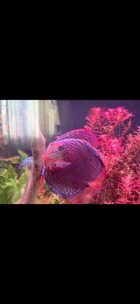 Discus vissen koppel., Dieren en Toebehoren, Vissen | Aquariumvissen, Vis