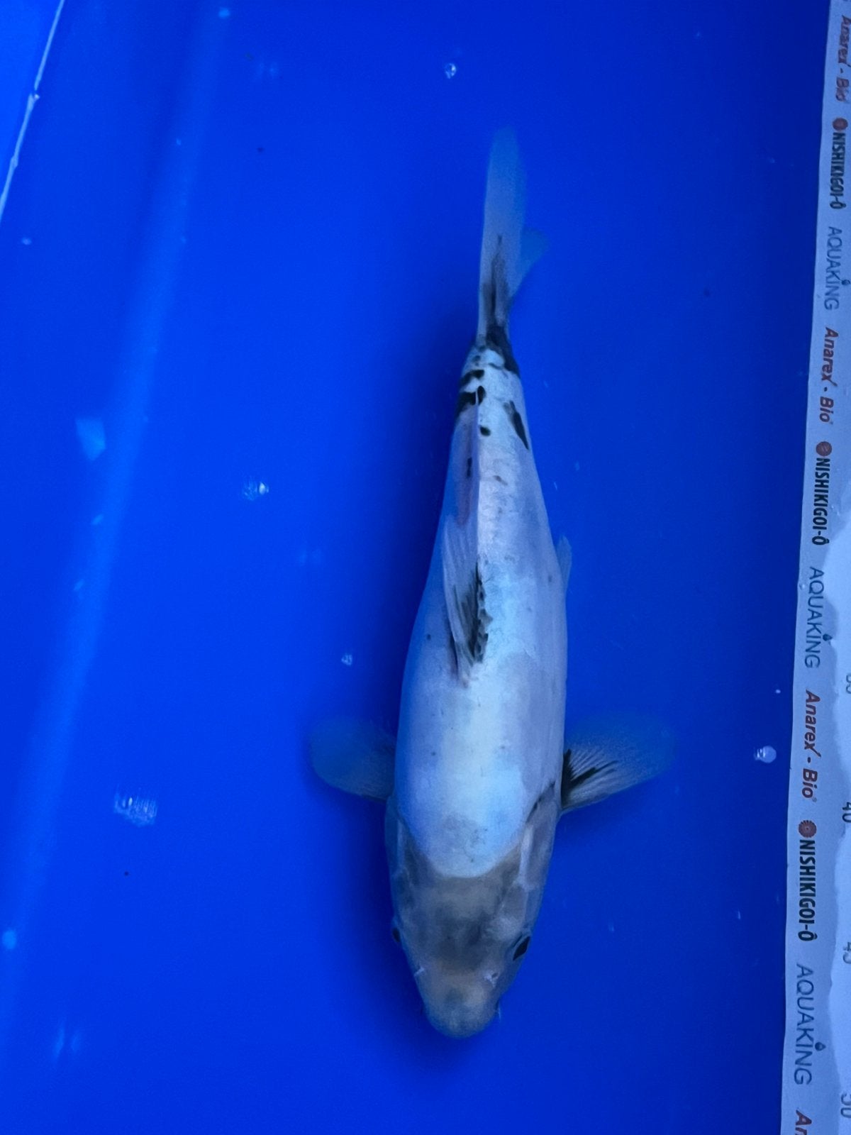 Shiro Utsuri, Dieren en Toebehoren, Karper of Koi