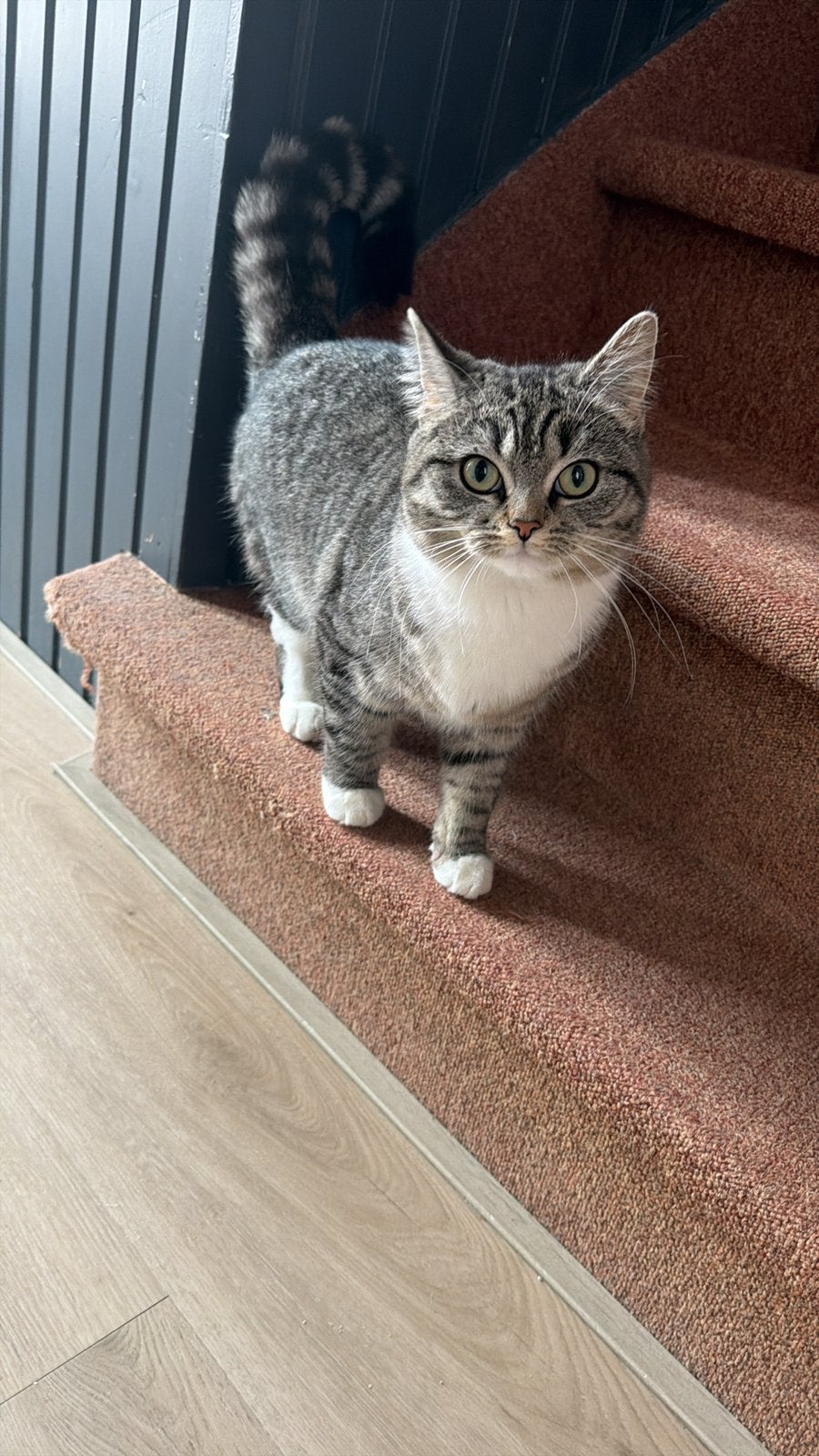 Brits Korthaar mix poesje, Dieren en Toebehoren, Poes