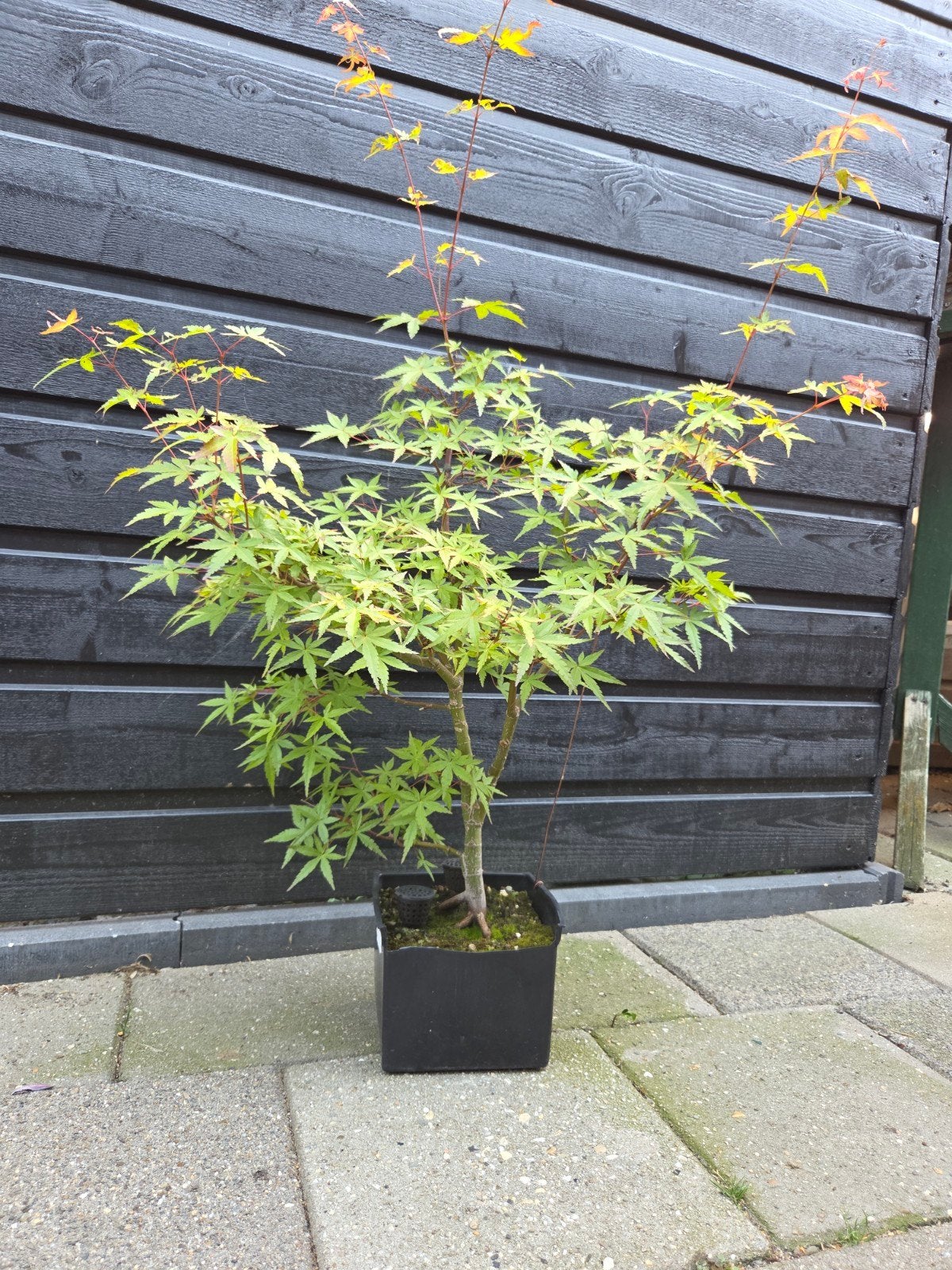 Pre-bonsai Japanse esdoorn - Ideale starter, Tuin en Terras, Ophalen, Bloeit niet, Halfschaduw, Overige soorten