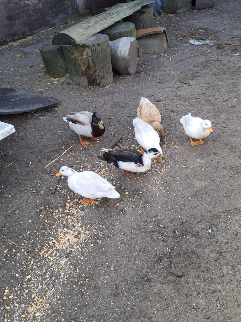 Verschillende kwakertjes, Meerdere dieren, Eend
